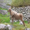 St. Kilda Sheep